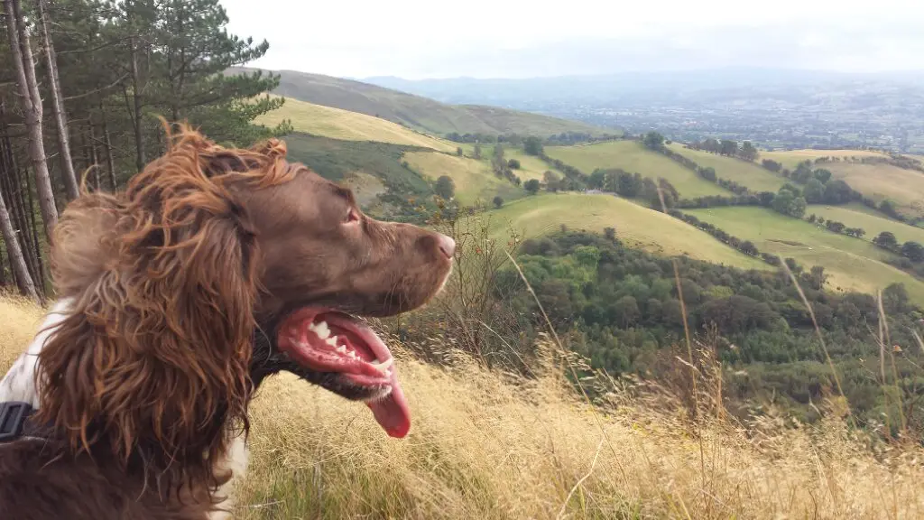 Bracken in the sunlight